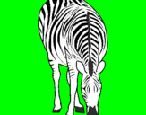 Disegno Zebra  pitturato su ben 10