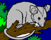 Disegno Scoiattolo Possum marsupiale pitturato su aurora  blanc 6 anni