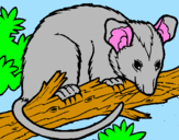 Disegno Scoiattolo Possum marsupiale pitturato su Topolino