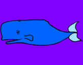 Disegno Balena blu pitturato su Davide