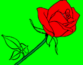 Disegno Rosa  pitturato su davide