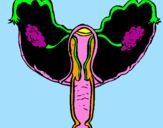 Disegno Vagina pitturato su assia