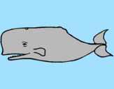 Disegno Balena blu pitturato su alessia