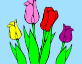 Disegno Tulipani  pitturato su FRANCESCA