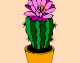 Disegno Cactus fiorito  pitturato su ppp