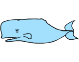 Disegno Balena blu pitturato su mattia