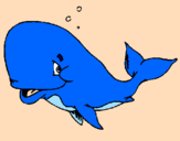 Disegno Balena timida  pitturato su cocciolona