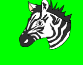 Disegno Zebra II pitturato su lorenzo
