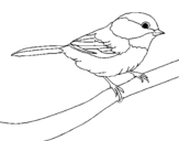 Disegno Uccellino  pitturato su passerotto