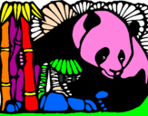 Disegno Orso panda con bambù  pitturato su THOMAS  .T.