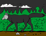 Disegno Coyote pitturato su Lorenzo