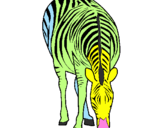 Disegno Zebra  pitturato su noemi