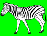 Disegno Zebra  pitturato su marty
