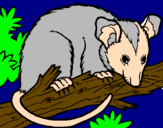 Disegno Scoiattolo Possum marsupiale pitturato su oposum