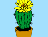 Disegno Cactus fiorito  pitturato su davidix