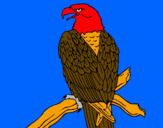 Disegno Aquila su un ramo pitturato su    antonio