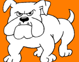 Disegno Bulldog  pitturato su bulldog
