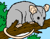 Disegno Scoiattolo Possum marsupiale pitturato su Simone  c.