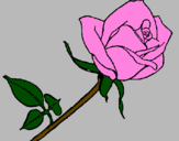 Disegno Rosa  pitturato su martin