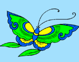Disegno Farfalla  pitturato su etnys