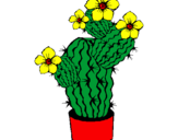Disegno Fiori di cactus  pitturato su elena cactusa