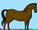 Disegno Cavallo dellAndalusia  pitturato su LAUREN