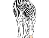 Disegno Zebra  pitturato su kaki