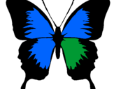 Disegno Farfalla con le ali nere pitturato su salvatore