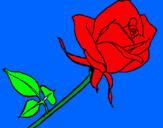 Disegno Rosa  pitturato su SILVIA 