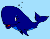 Disegno Balena timida  pitturato su federica moccia