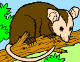 Disegno Scoiattolo Possum marsupiale pitturato su carolina franze