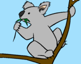 Disegno Koala  pitturato su lo