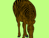 Disegno Zebra  pitturato su margarita