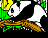 Disegno Oso panda che mangia  pitturato su maurizio fuselli
