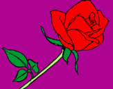 Disegno Rosa  pitturato su loubna
