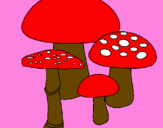 Disegno Funghi pitturato su  andrea