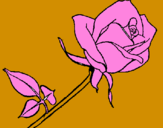 Disegno Rosa  pitturato su michele