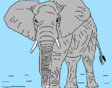 Disegno Elefante  pitturato su matteo
