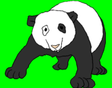Disegno Orso panda  pitturato su clipto