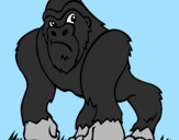 Disegno Gorilla pitturato su jonathan