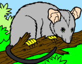 Disegno Scoiattolo Possum marsupiale pitturato su Filippo