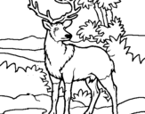 Disegno Cervo adulto  pitturato su Davide da PRIMITIVO