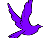 Disegno Colomba della pace in volo pitturato su Debora