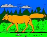 Disegno Coyote pitturato su stefano