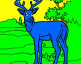 Disegno Giovane cervo pitturato su federico