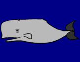Disegno Balena blu pitturato su antonio