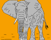 Disegno Elefante  pitturato su nicolò