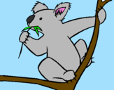 Disegno Koala  pitturato su maurizio fuselli