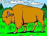 Disegno Bufalo  pitturato su bisonte