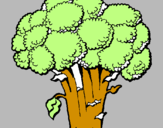 Disegno Broccoli  pitturato su laura
